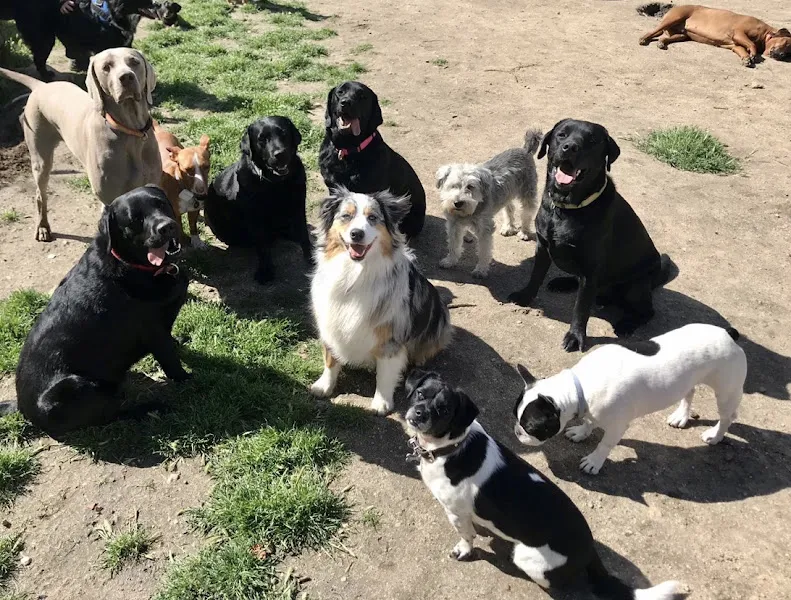 la perroteca guarderia canina residencia de perros felices
