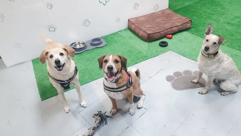 lily s pets guarderia canina