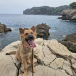 noblecan adiestramiento canino