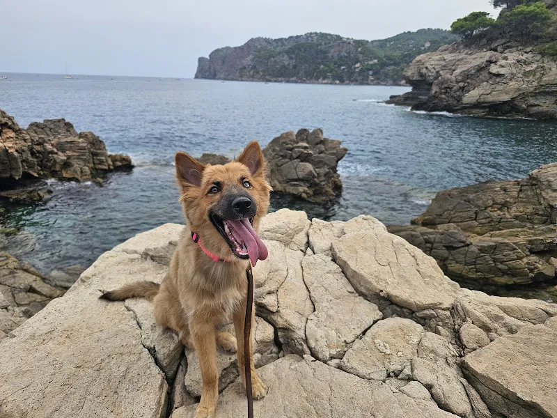 noblecan adiestramiento canino