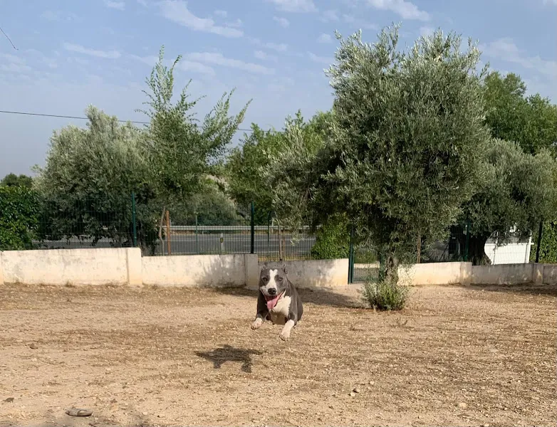 noradog centro canino