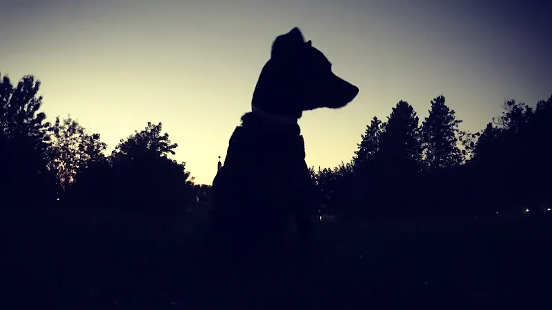 origen canino drones y perros