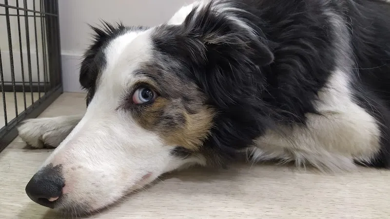 peludos guarderia canina