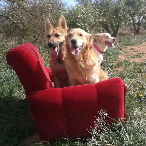 residencia canina alohadogs sierra norte madrid
