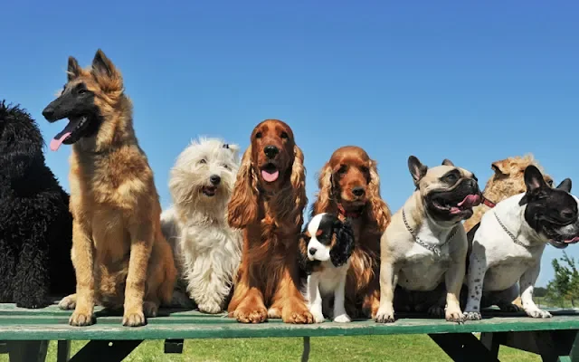 RESIDENCIA CANINA AULLIDOS / Cita Previa en Plasencia (Cáceres)