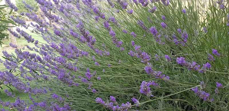 Arbustos de lavanda morada en jardín que evocan un entorno relajante para la residencia canina carpe diem.