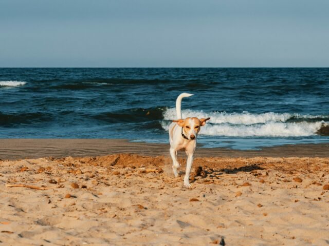 Residencia canina en Alboraia (Valencia)