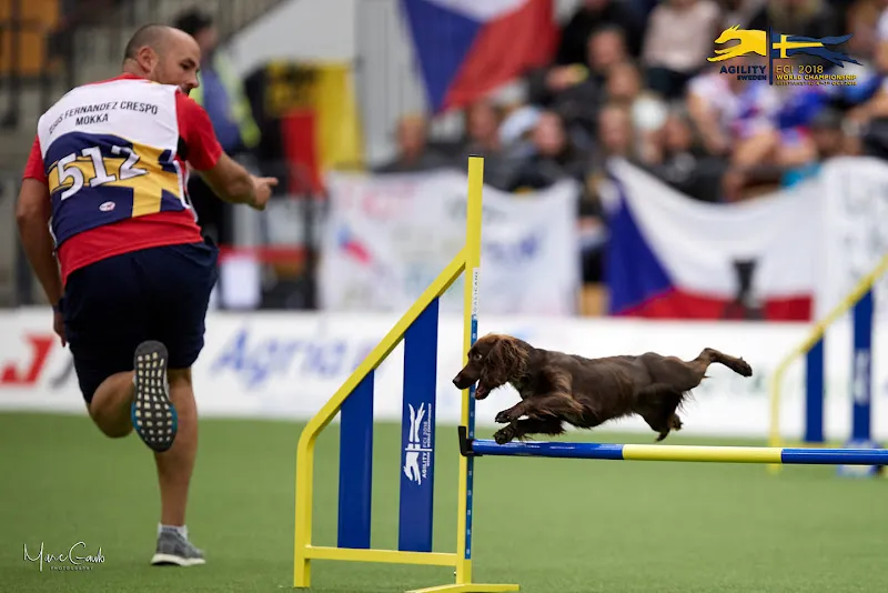 residencia canina en madrid y agility mi perro 10