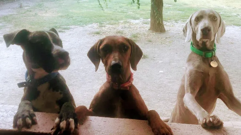 residencia canina jasmi