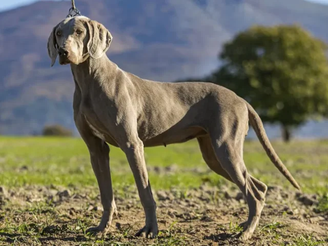 Residencia Canina Los Tres Lugares en Eljas (Cáceres)