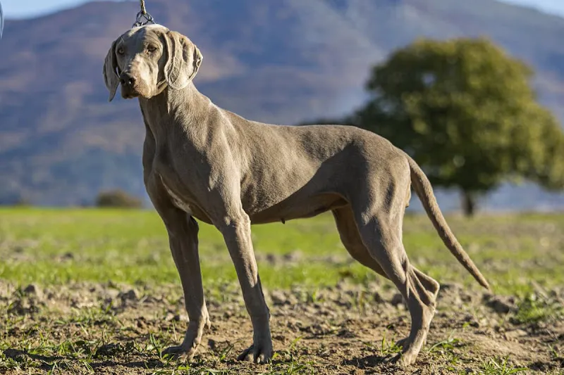residencia canina los tres lugares
