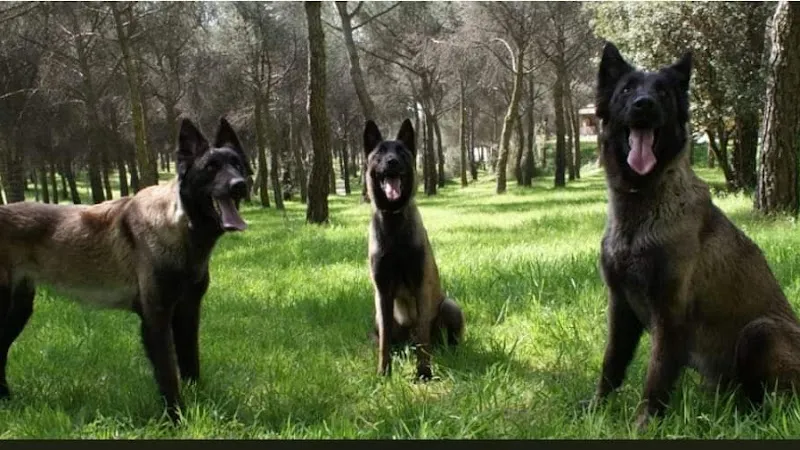 residencia canina malilupus