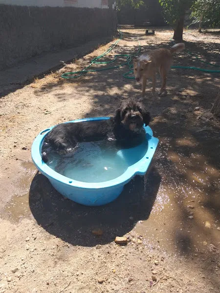 residencia canina mas que guau