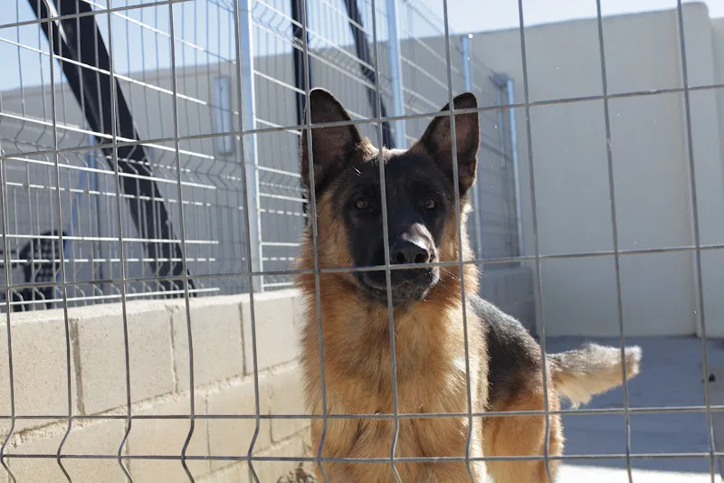 residencia canina nuestra senora de sonsoles