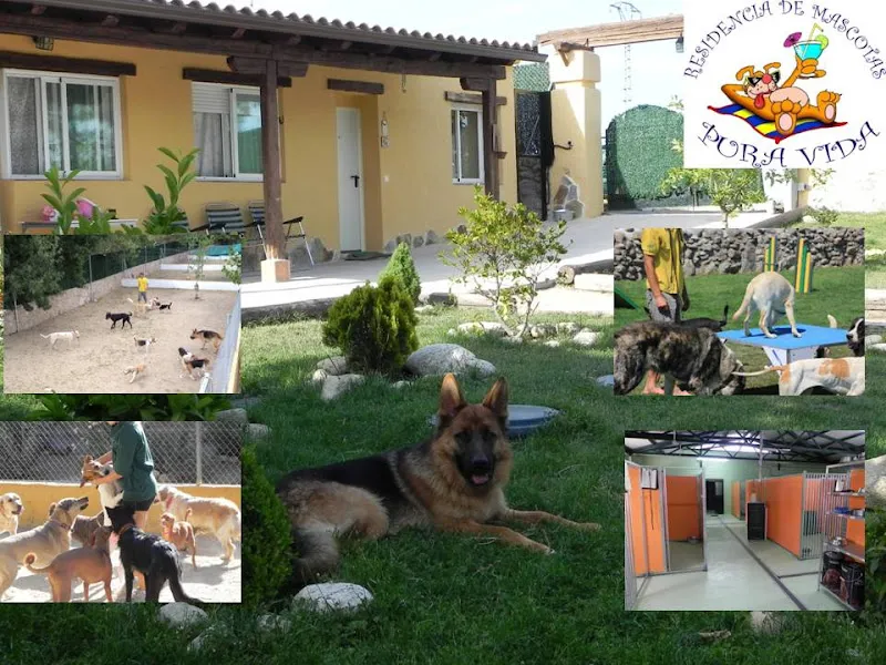 residencia canina pura vida