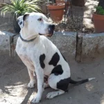 residencia canina san bernardo
