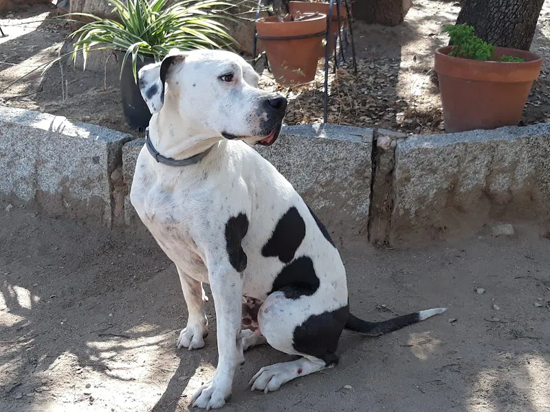 residencia canina san bernardo