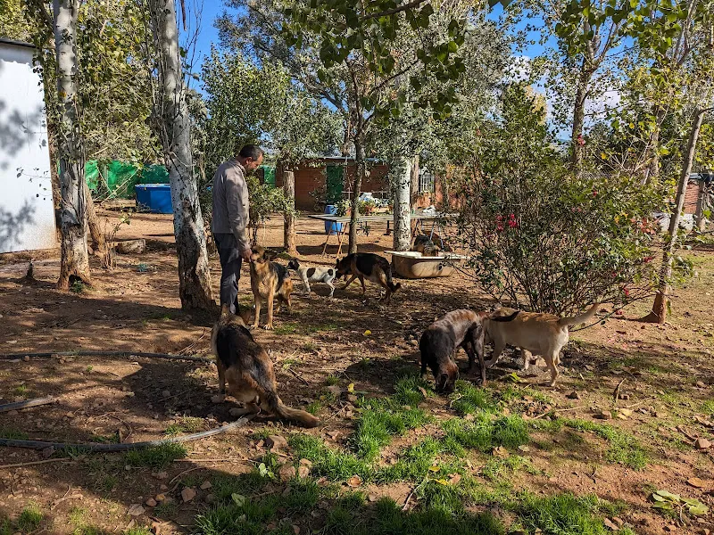 Perros jugando y socializando bajo árboles en la residencia canina sarbecan mientras un cuidador supervisa.