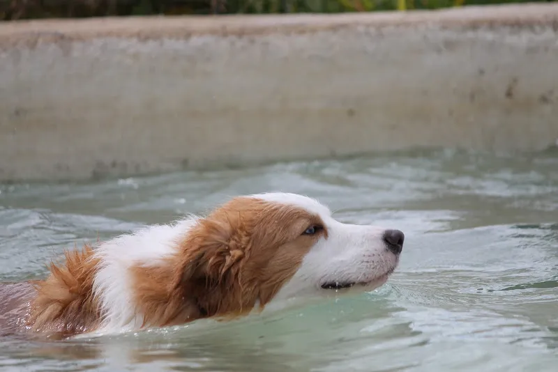 Perro de pelaje blanco y marrón nadando en piscina de residencia canina voran