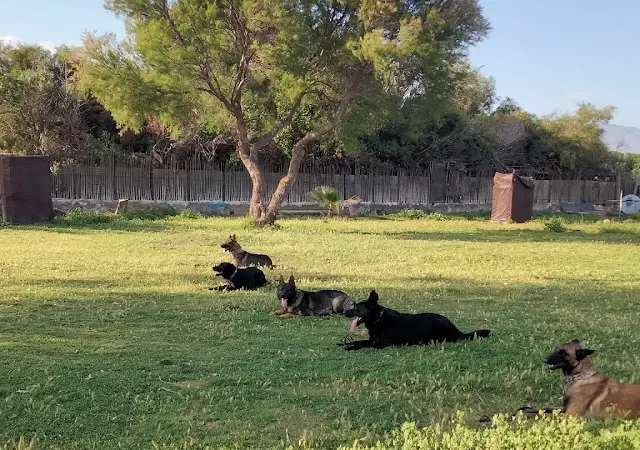 Residencia Canina y Felina y Escuela de adiestramiento LAS PALOMAS