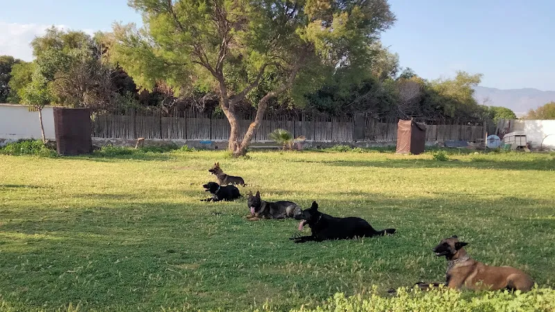 residencia canina y felina y escuela de adiestramiento las palomas