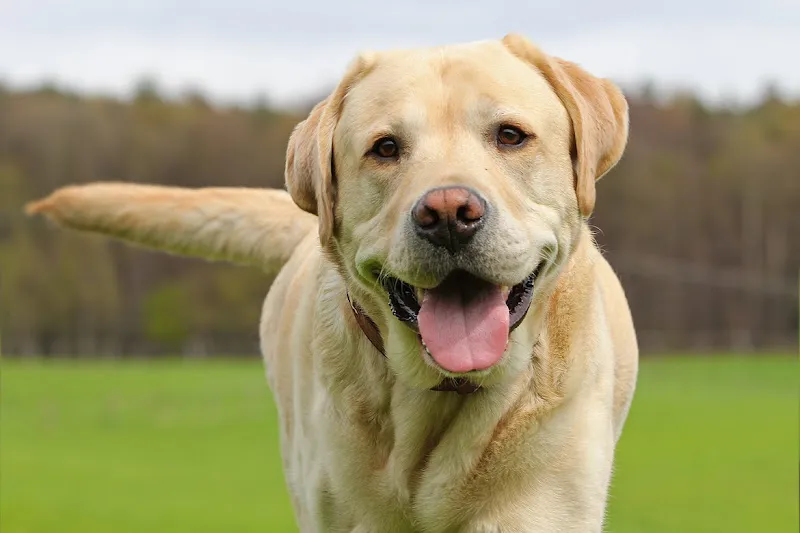 Perro labrador amarillo sonriente en césped ideal para residencia los alamos