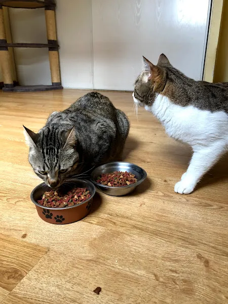 Dos gatos comiendo de recipientes sobre suelo de madera en residencia vega del henares
