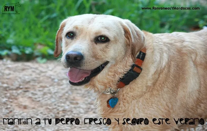 rym ronroneos y mordiscos