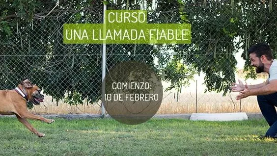 Solo Es Un PERRO en Madrid