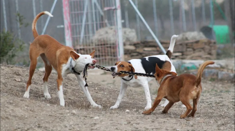 Tres perros tiran de una cadena en un terreno al aire libre en su territorio canino