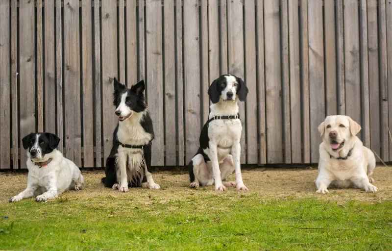 Cuatro perros alineados demostrando un truco educacion canina de obediencia