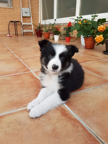 tucachorroytu