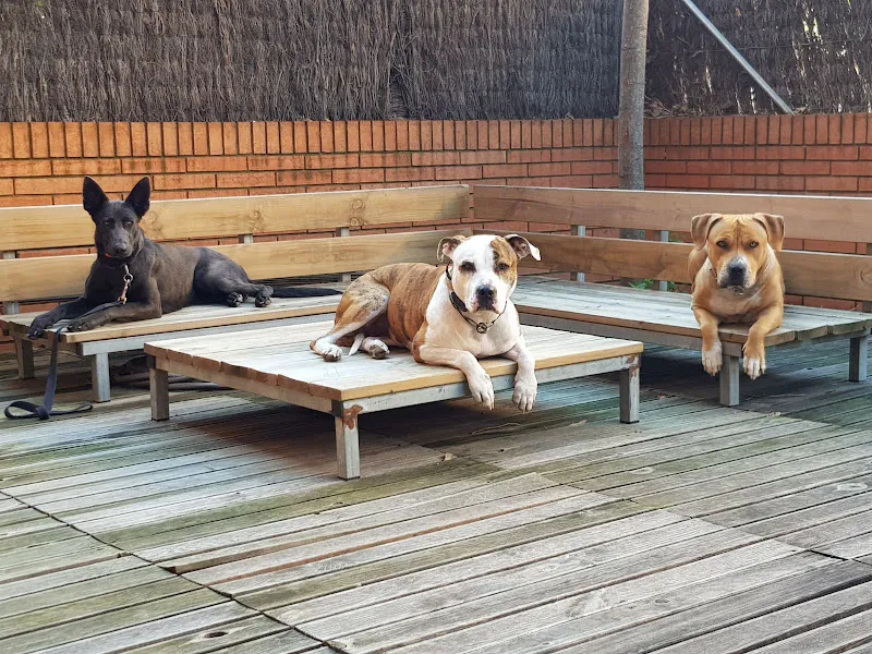 urbedog adiestramiento canino