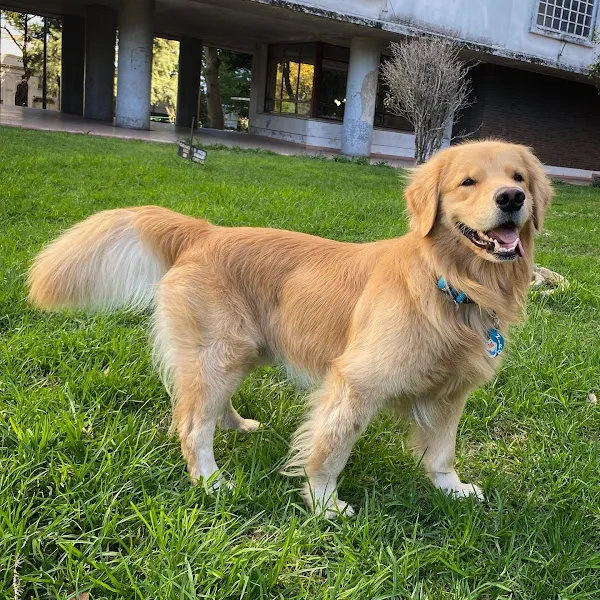 vinculo peludo