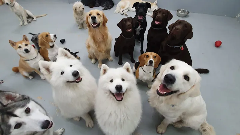 wagwag