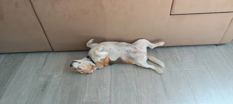 walladog