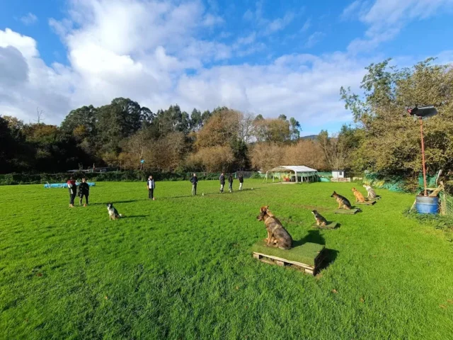 WildDog Adiestramiento Canino